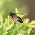 Eristalis pertinax, male, Alan Prowse